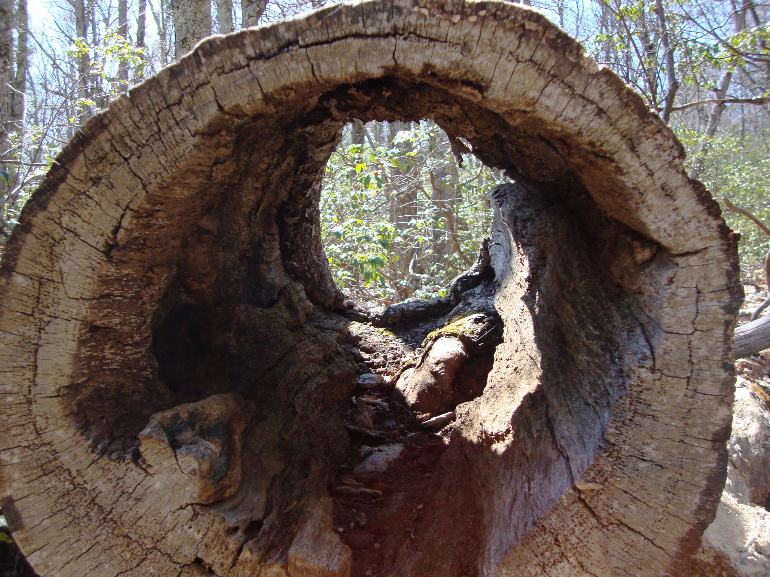 hollowed log