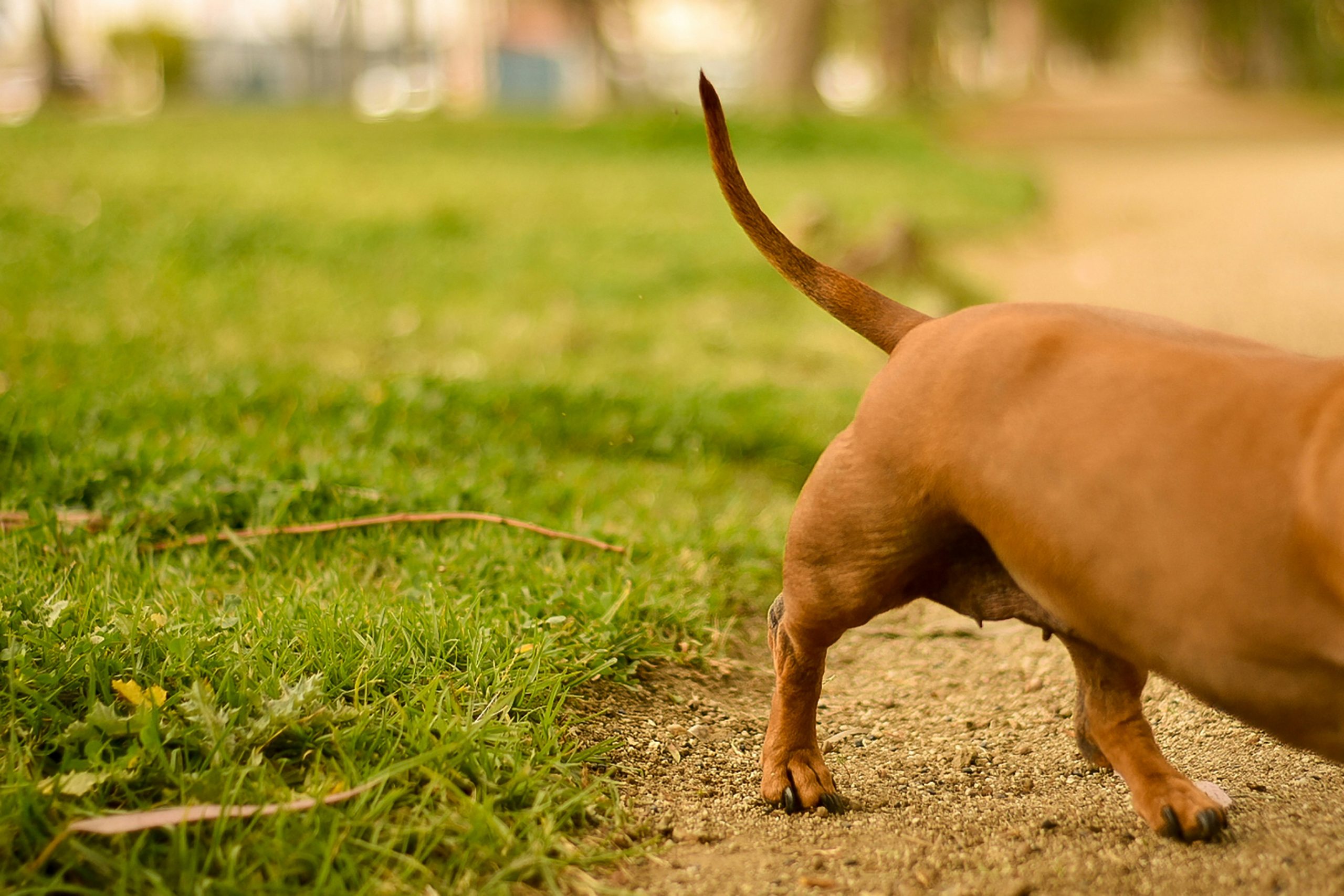 Scriptural authority: Tail wagging the dog or aligning with Scripture?